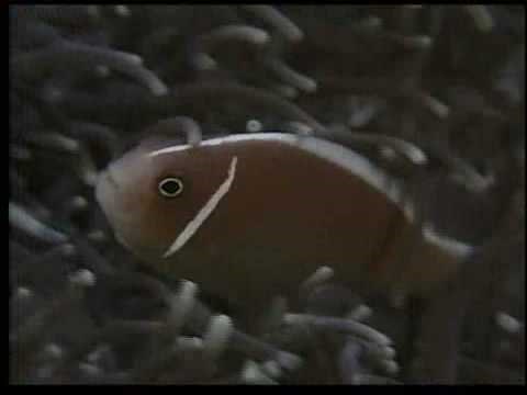 Clownfish and Sea Anemone Partnership -- National Geographic.flv
