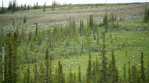 Porcupine caribou (Rangifer tarandus arcticus) herd migrating through Ivvavik National Park; Yukon, Canada