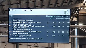 Melbourne Royal, limousin bull 16 -18m results | Limousin Australia