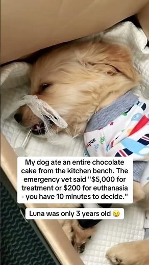 Luna’s story in the description