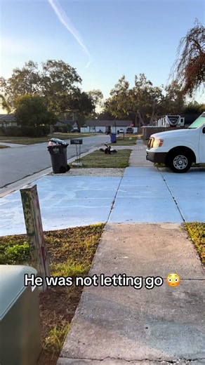 Ducks Compete for Their Spot in the Streets