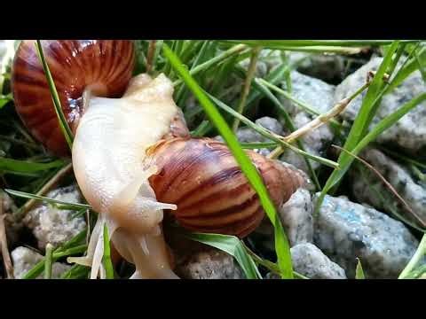 The World's Biggest Snail? A Close-Up Look at a Giant
