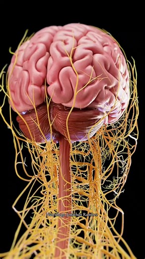 Los pensamientos negativos te están afectando 🧠 #pensamientos #cortisol #ejercicio #fitness | Nutriólogo Jonathan Ramírez