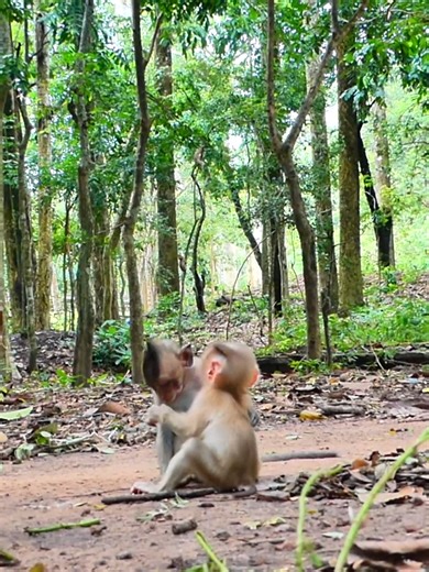 21K views · 139 reactions | Blue eye of Baby Lynx Be Happen like this #amber #wildlife #monkey #babymonkey | Love Monkey | Facebook