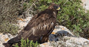 Honey buzzard continues journey to Africa after brief stop on Maltese balcony