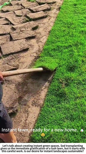 Moving the Green Carpet: Transplanting Cultivated Sod 🟩🧑🌾