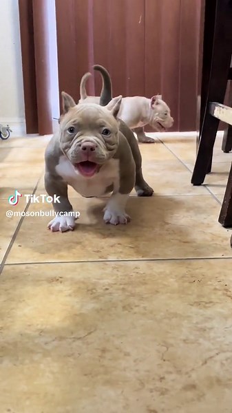 Amazing Pups 💯💯 El Gringo 🔥🔥🔥 THE REAL BULLIES - - - - - - - - - - - - - - - #americanbullies #americanbully #mosonbullycamp #pocketbully #bullypics #girlswithbullies #bullypedia #theabkc #cute #bullybreed #americanbullybreed #puppies #pitbullbreed #pittylover #muscle #bodybuilding #pitbulllove #ink #bullynation #bullyfrance #ukc #perros #cachorros #fitness #mosonbullycamp_ #fitness #pitbullpride #pitbulllove #pitbulllover #viral