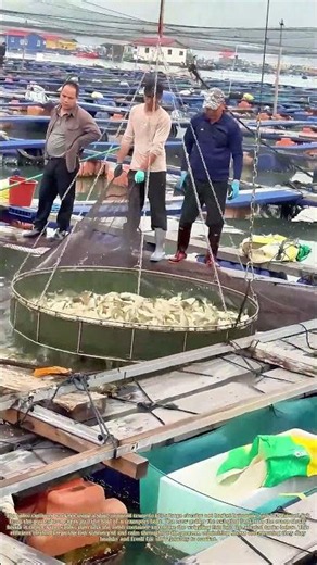Lifting the Catch: Loading Farmed Fish From Cages to the Transport Vessel