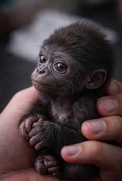 Mini Monsters & Fantasy BabiesCute & Creepy Fantasy CreaturesAI Fantasy Baby CreaturesLittle