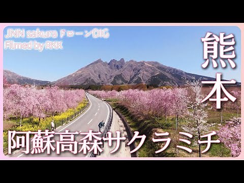 復興の道に咲く桜 阿蘇高森サクラミチ 熊本県 阿蘇市【JNN sakuraドローンDIG 2023】