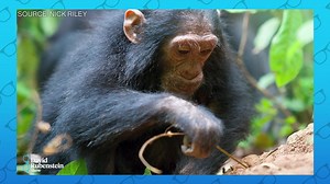 Jane Goodall on the Dismissive Scientific Community She Encountered