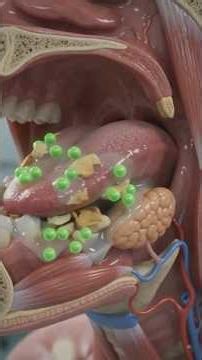 Digestive System: Digestion and Absorption of Nutrients