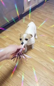 AY CHIHUAHUA RESCUE on Reels