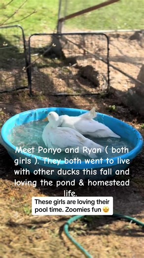 Meet Ponyo and Ryan, both Pekin Ducks, who we raised from babies. They recently joined a homestead with a pond and have acclimated to their new flock. #pekingduck #ducksoftiktok #zoomies #birdsoftiktok #birdtok