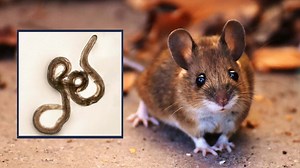 Dangerous rat-borne disease threatens southeastern US, warn scientists