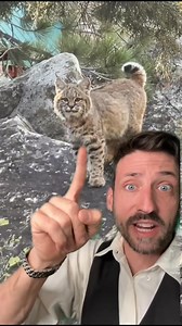 261K views · 13K reactions | #stitch with georgiaordway I still would not approach one fyi #funfact #bobcat | Odd Danny | Facebook