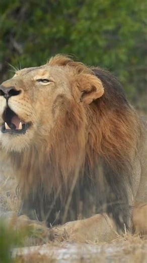 Why Lions Only Roar in Cold Air? Hearing the Nkuhuma Male at Dawn #lion #lionking #lionroar