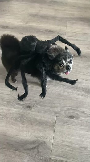 Super Cute Spider Dog || ViralHog