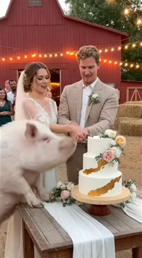 Would you laugh, cry, or chase the pig first? 🐷🎂#wedding #weddingcraahers #pig #weddingfail