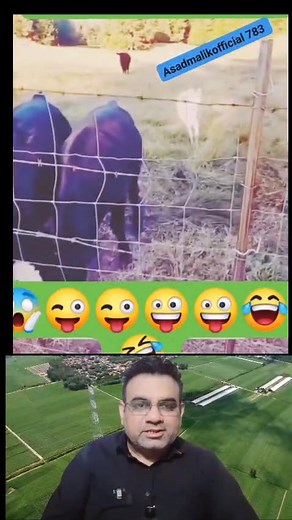 873K views · 28K reactions | Clever Donkey live Caught in CCTV Camera...