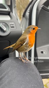 Pip the robin, bright and alert 🥰 | Putman and Robin