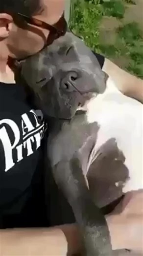 Pitbulls Fans on Instagram: "Love u 😍 👉 Follow @pitbulls_tube for more👈 •••••••••••••••••••••••••••••••••••••••••••••••••• 👥 Tag your friends 👥 •••••••••••••••••••••••••••••••••••••••••••••••••• 📷 @frenchieforlove •••••••••••••••••••••••••••••••••••••••••••••••••• #dailypitbullsusa #pitbulls_tube #pitbull #pitbulls #pitbullsofinstagram #pitbullpuppy #pitbullmom #pitbullweek #pitbulllife #pitbullove #pitbullsofig #pitbulladvocate #pitbulllover #pitb