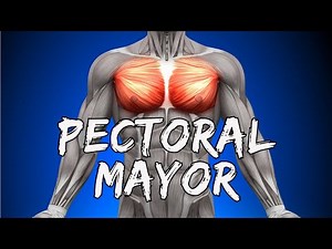2# Pectoralis Major - Functional Anatomy for the Gym in 5 Minutes (origin, insertion, and function).