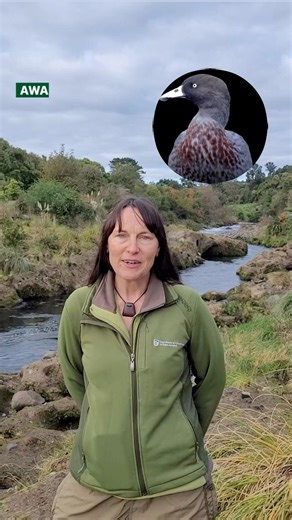 Happy Matariki ✨ Here’s Biodiversity Ranger Joe, with a special whio message for you all 🦆 | Department of Conservation