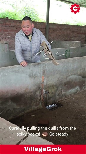 Collecting Quills: Porcupine Farm Harvesting Porcupine Quills