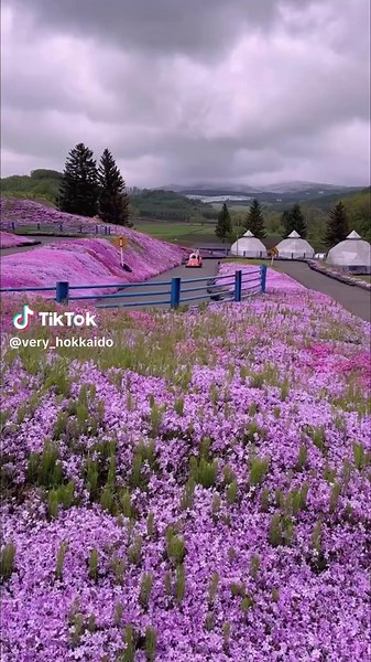 ひがしもこと芝桜まつりでゴーカート体験