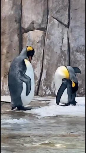 [鳥類 Bird] (オウサマぺンギン King Penguin 🐧) #nature #birds #wildlife #penguin #zoo #animals #cute