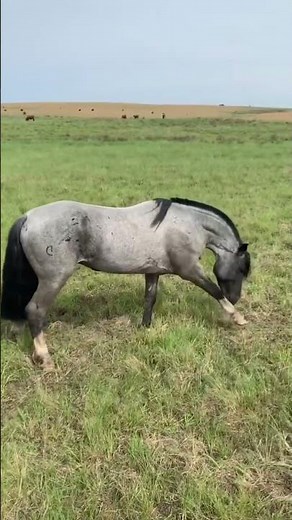 CAVALO CRIOULO TEM QUE SER MOURO! 🤩 #cavalo #cavalocrioulo #cavalos #fly #horse #gado #agro