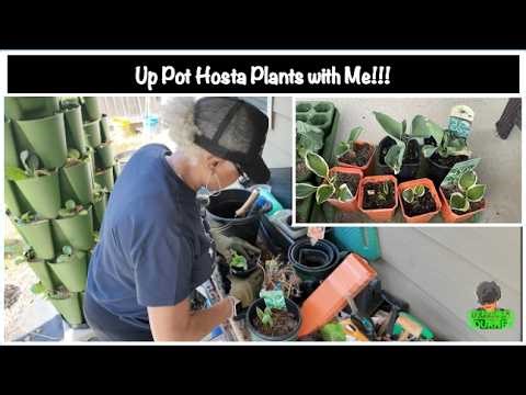 Let’s Up Pot Some Hosta’s | Urban Garden Ep 201 | Zone 8A GA || Steffanie’s Journey