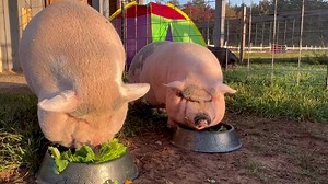 Rosie and Paulie Walnuts emerged from their cuddle sessions for breakfast.I mean how cute are these two ❤️ ❤️ ❤️ Peace , Love & Pigs | Arthur's Acres Animal Sanctuary