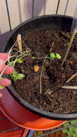 🌱 Sprouting surprise! My radish seeds are up to 6 inches already! Pro tip: trimming leaves can actually help the root grow stronger. Oh and that tall fellow is Tommy by Cherokee yellow wax bean sprout...did you see his little flower at the top - I may bet a bean. Who’s gardening along with me?