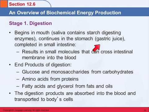 3B 12 Biochemical Energy Production