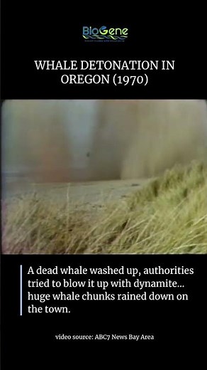 The Exploding Whale Story | Famous Whale Denotation in Oregon 🐋 #trending #biology #wildlife