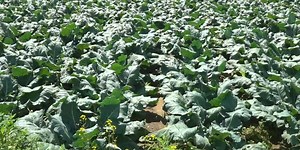 Caribou farm instructed to destroy crop after the use of an illegal pesticide