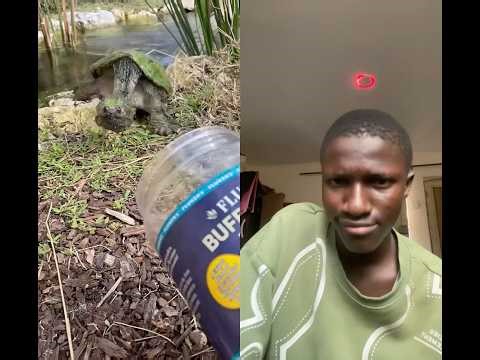 🐢 Feeding My Alligator Snapping Turtles 😱 | Powerful Aquatic Predators! #searchengineoptimization