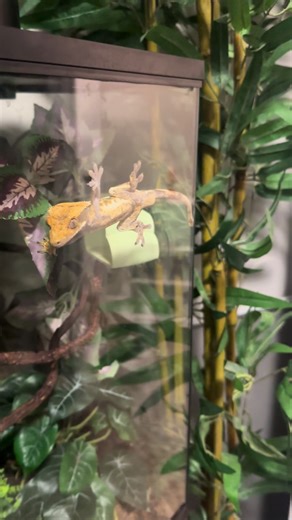 Exploring Unique Poses of Crested Geckos