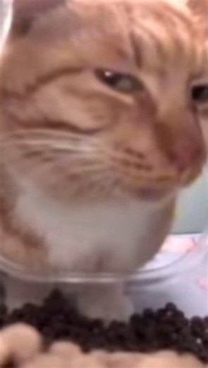 Niv on Instagram: "Is it too late to wish happy new year?"