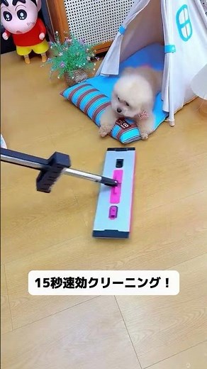 粗相救世主登場！15秒でおしっこを吸水、ニオイも一緒に消滅✨ #トイレトレーニング #ペット吸水シート #犬の粗相対策 #ペット消臭#ペット用品