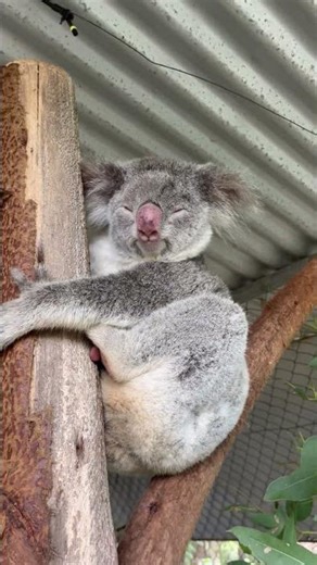 Polar Star is one of our resident koalas here at Friends of the Koala