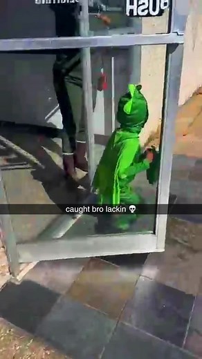 Green Gecko Funny Memes and Videos Compilation