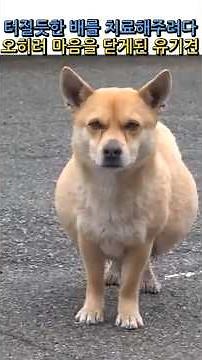 원인을 알수없는 터질듯한 배를 치료해주려다 마음을 닫게된 유기견 #강남심리상담센터 #양소영심리상담센터 #웩슬러지능검사 #아동심리검사 #감동 #반려견 #유기견 #adhd #강아지