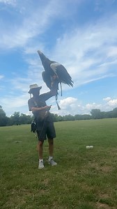 33K views · 1.8K reactions | Orel kamčatský (Steller's Sea Eagle). Královnu Tajgonu spatříte v lednickém parku. Největší orel na světě je prostě ECHT kalibr. Rozpětí křídel má 2,5 m a váží 7 kg. | Zayferus - dravci | Facebook