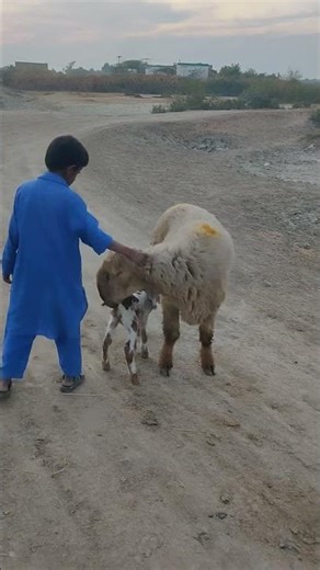 A Miracle is Born! 🐑 Watch this Sweet Baby Lamb’s First Moments #shortsfeed #animals
