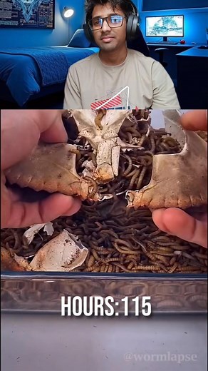 134K views · 109 reactions | #food #timelapse #mealworms #viral | Ankush Vishwakarma | Facebook