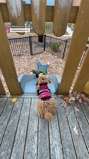 That took a lot of courage 🛝🐶