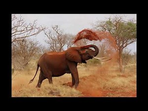 Elephant Trumpets (SOUND EFFECT)